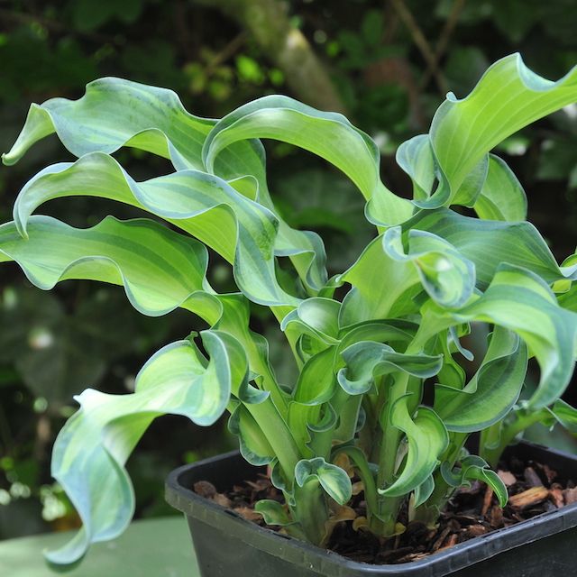 Hosta 'Gravity Rocks'