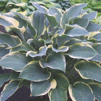 Hosta 'Regal Splendor'