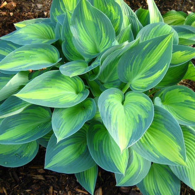 Hosta 'Touch of Class' ®
