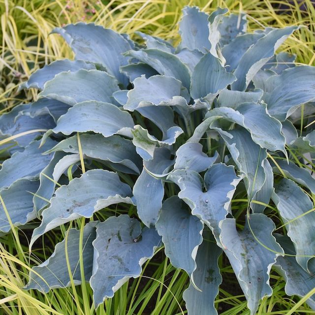 Hosta 'Tears in Heaven' ®
