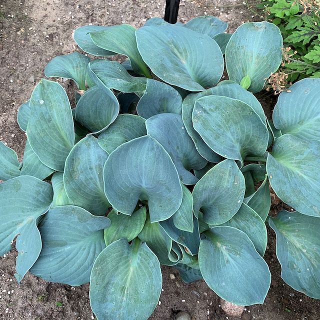 Hosta 'Silver Bullet' ®