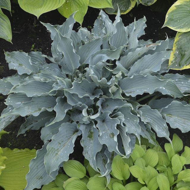 Hosta 'Waterslide' ®