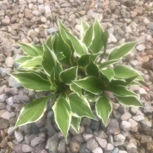 Hosta 'Lakeside Zinger'
