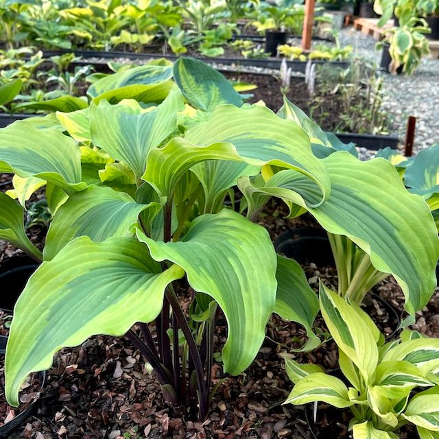 Hosta 'Monkey Business'