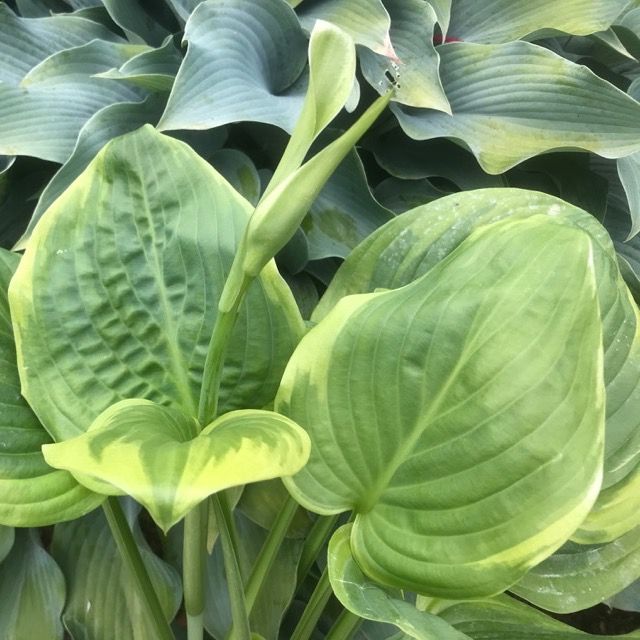 Hosta 'Paradise Sunshine'