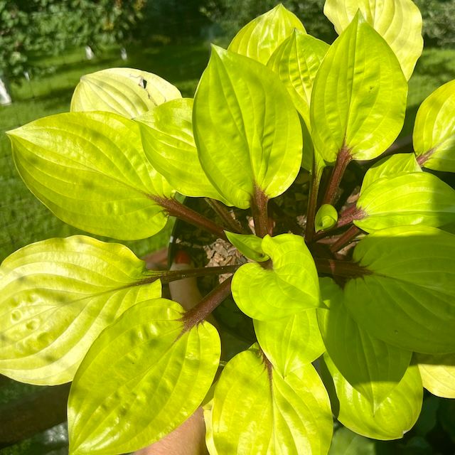 Hosta 'Lemon Snap'