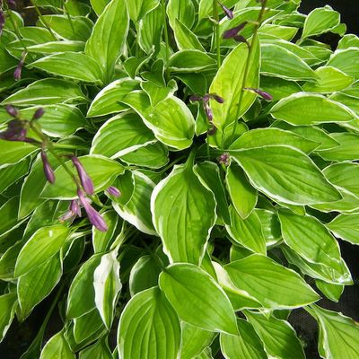 Hosta 'Iced Lemon'