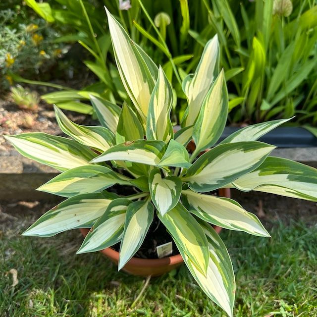 Hosta 'Little Angel Wings'