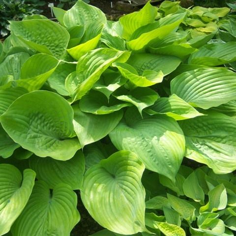 Hosta 'Sum and Substance'