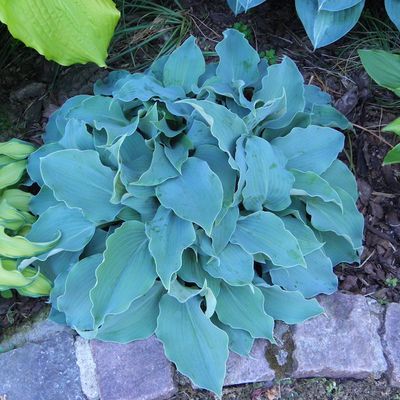 Hosta 'Titanium'