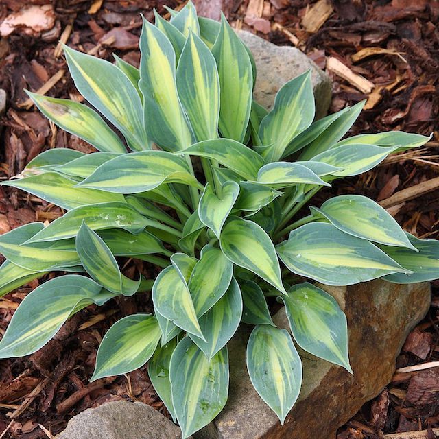 Hosta 'Stand by Me'