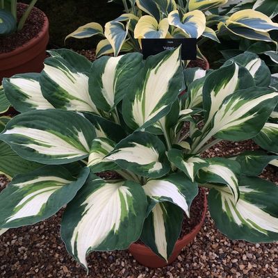 Hosta 'Vulcan'