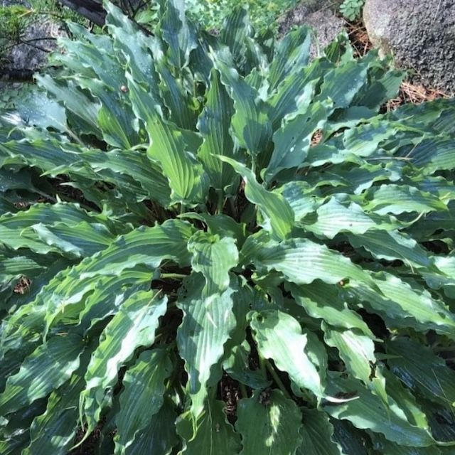 Hosta 'String Quartet'