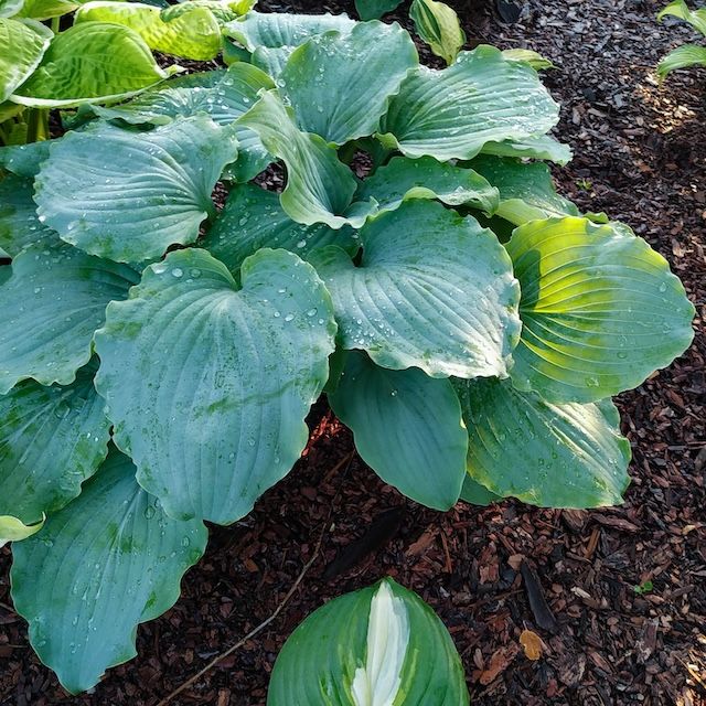 Hosta 'Valley's Love Buzz'