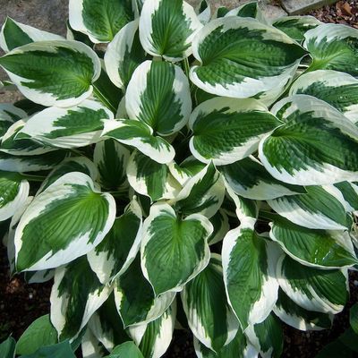 Hosta 'Patriot'