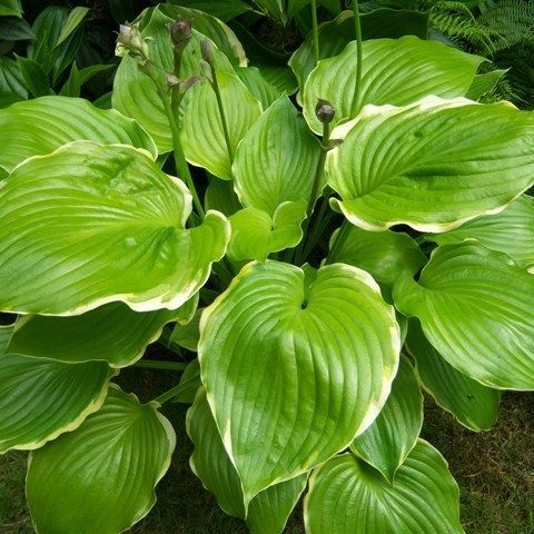 Hosta 'Winter Snow'