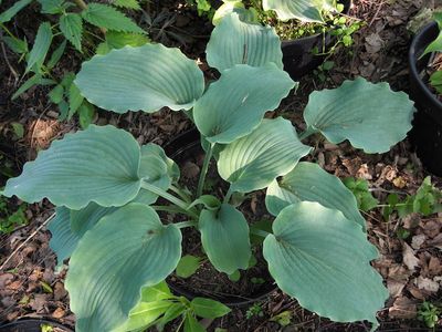 Hosta 'Silver Serenity'