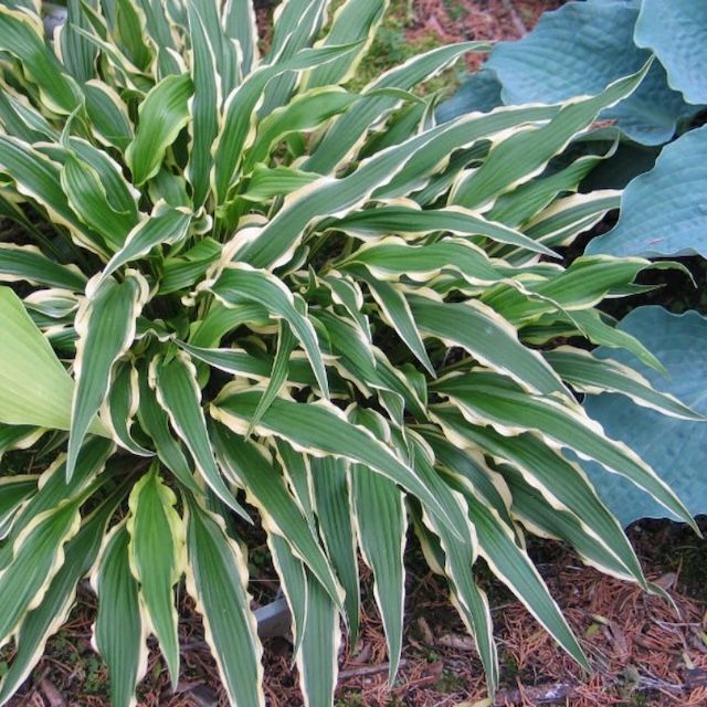 Hosta 'Syncopated Harmony'