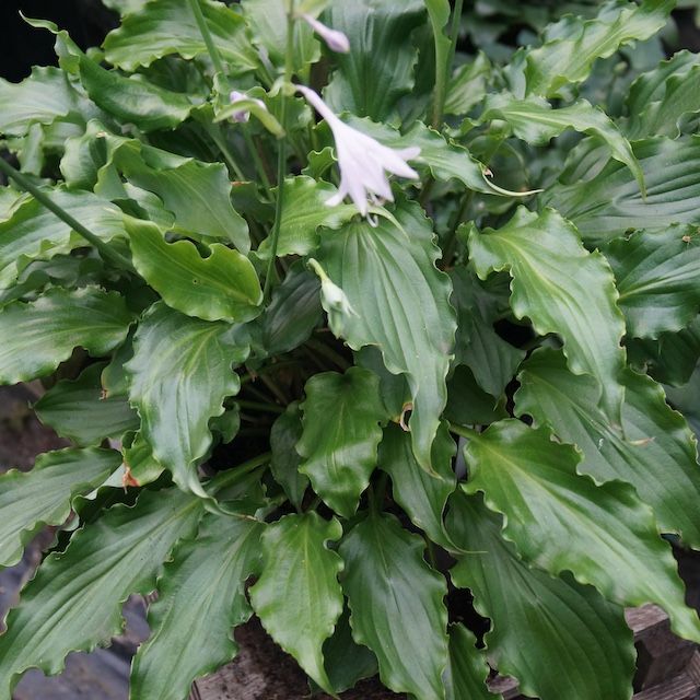 Hosta 'Unruly Child'