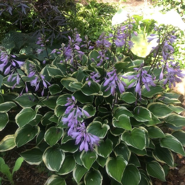 Hosta 'Torchlight'