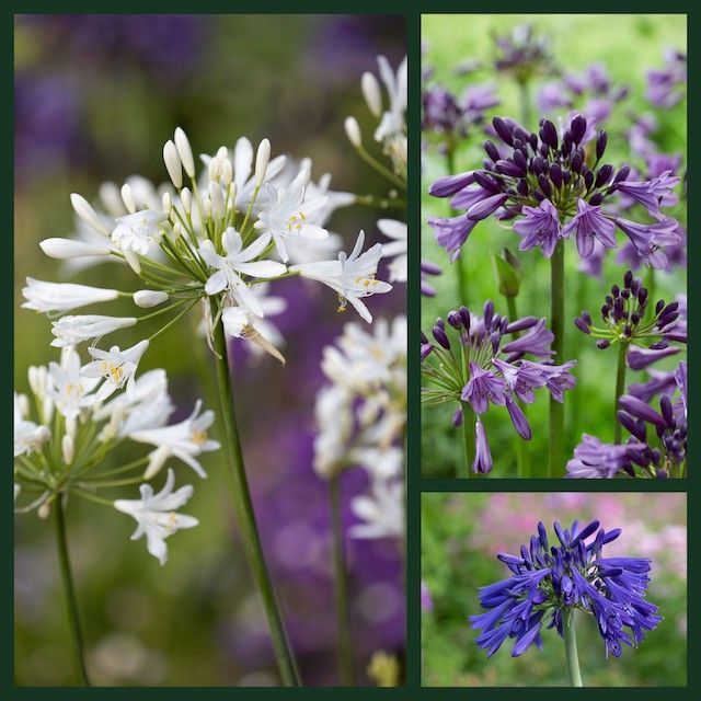 Agapanthus Collections