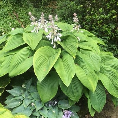 Giant Hostas