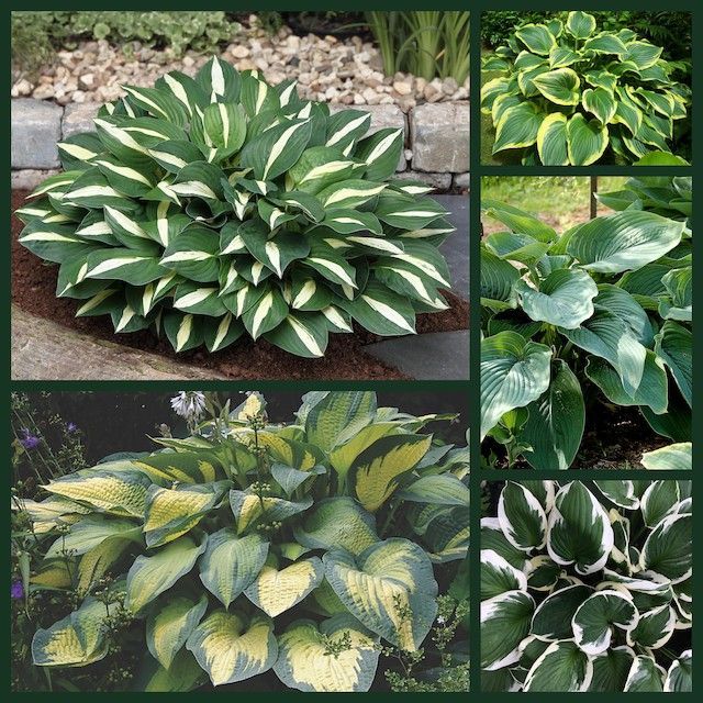 Hosta Collections