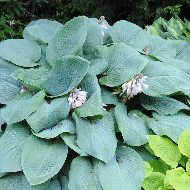 Hostas by Size
