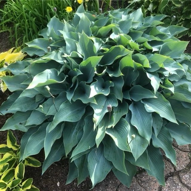 Blue Leaved Hostas