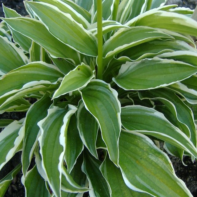 Green & White, and Green & Cream Leaved Hostas