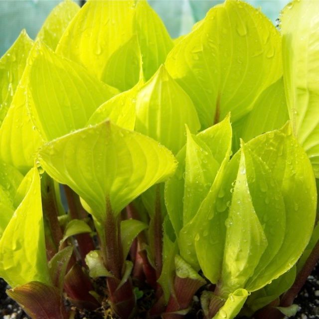 Yellow Leaved Hostas