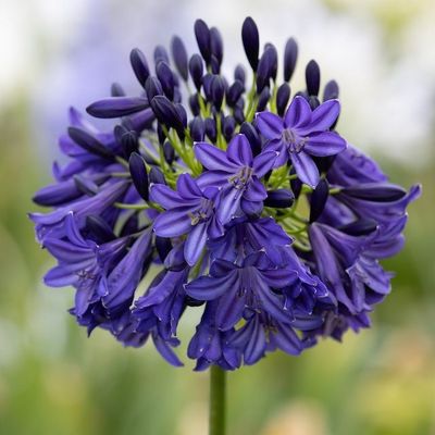 Purple Flowered Agapanthus