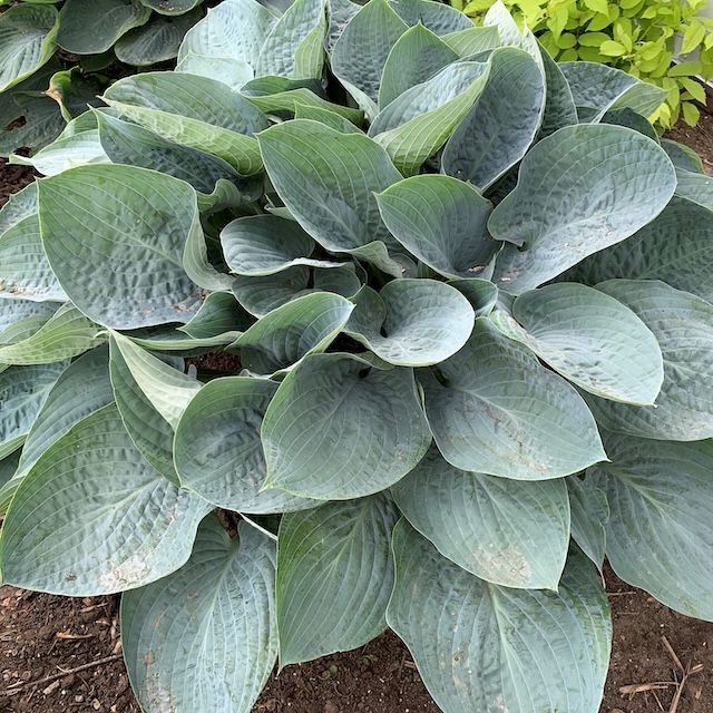 Large - Giant Hostas