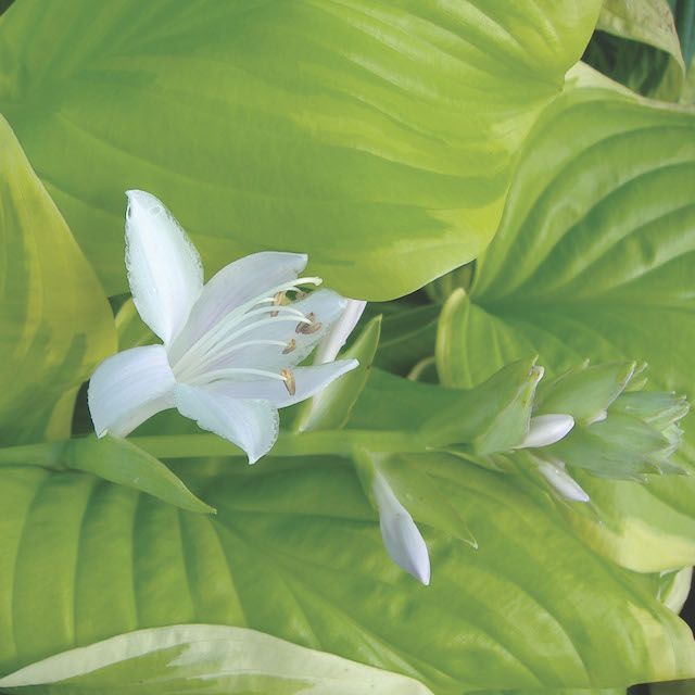 White, and Near White Flowered Hostas