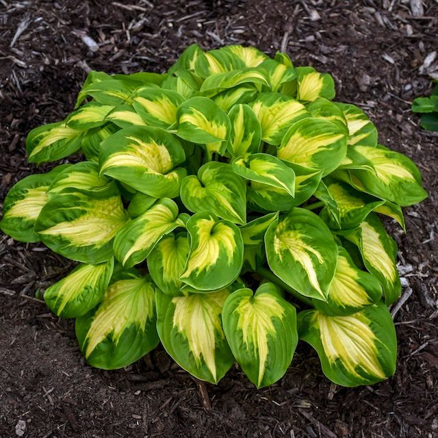 Yellow & Green, and Yellow & White Leaved Hostas