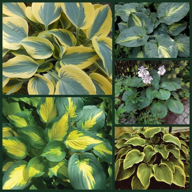 Hostas by Colour