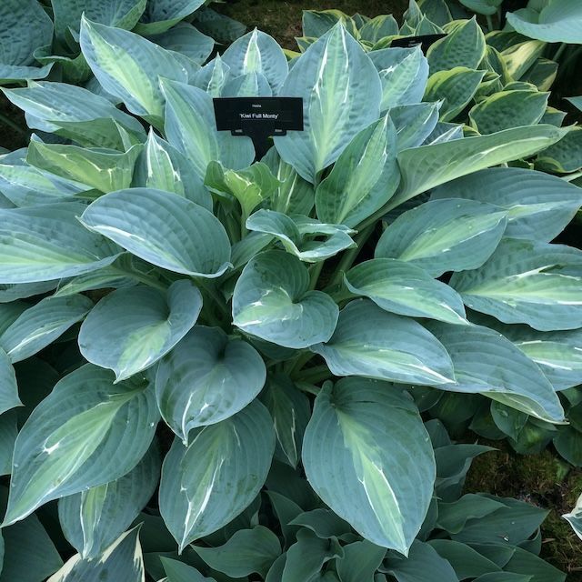 Blue & Green, Blue & Yellow, and Blue & White Leaved Hostas