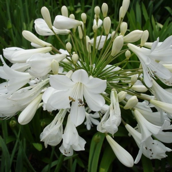 Agapanthus 'Arctic Star' Agapanthus 'Arctic Star'