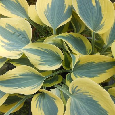 Hosta 'Ben Vernooij' ®
