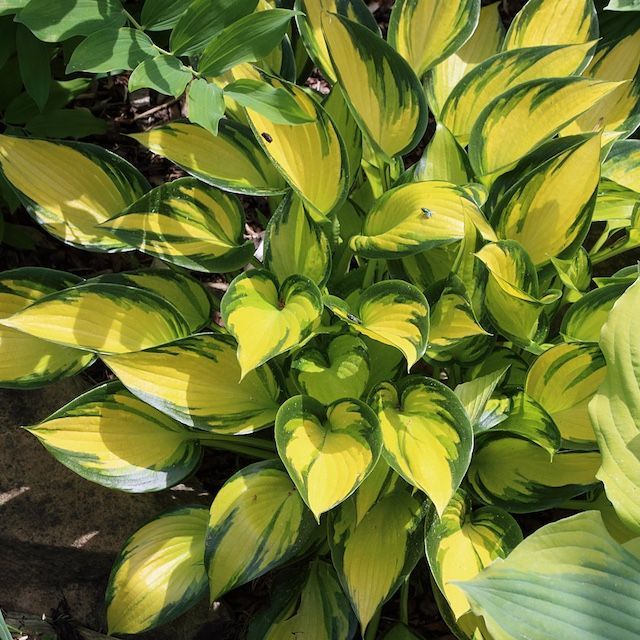 Hosta 'Justine' ®