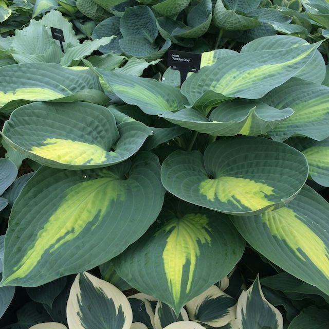Hosta 'Paradise Glory'