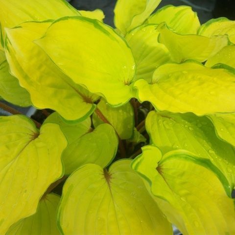 Hosta 'Paradise Island'