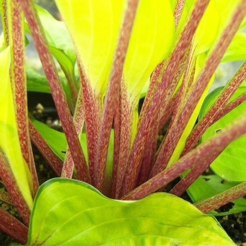 Hosta 'Paradise Island'