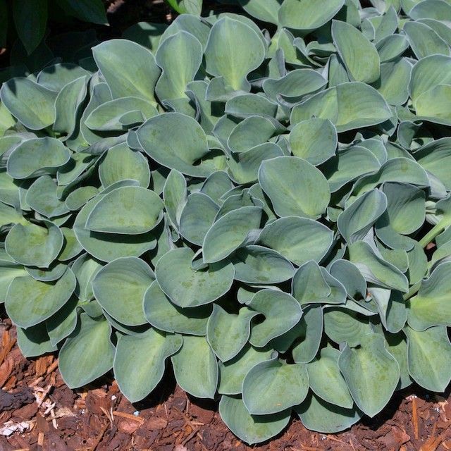 Small Hostas