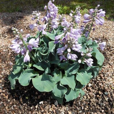 Hosta 'Dancing Mouse'
