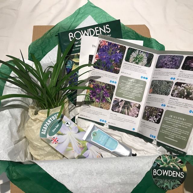Agapanthus Gift Subscription