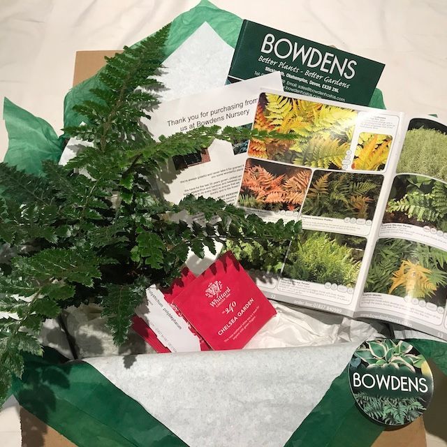 Fern Gift Subscription