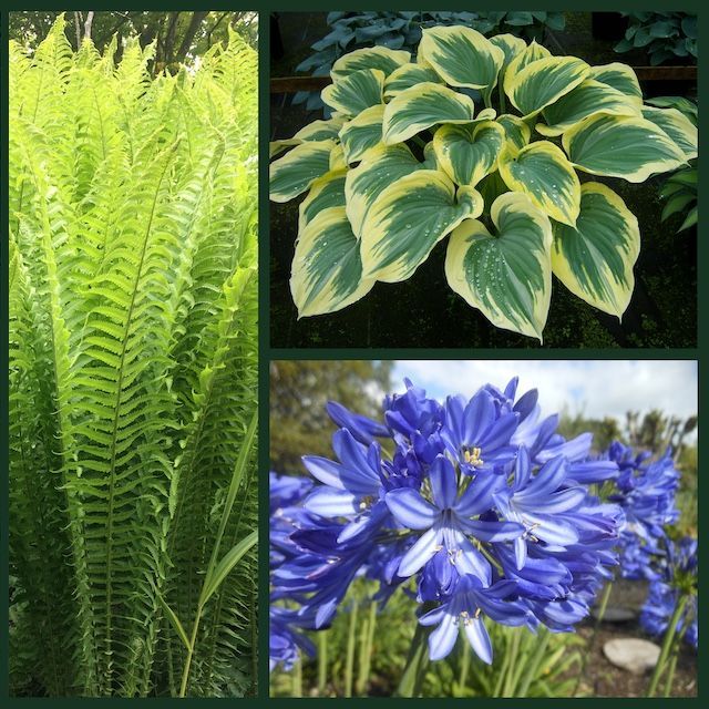 Mixed Plant Gift Subscription