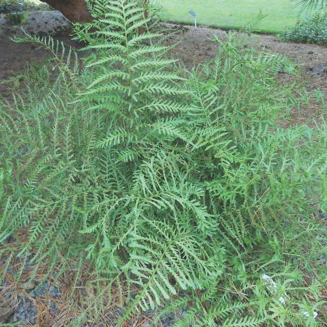 Fern Dryopteris filix-mas 'Linearis Polydactyla'