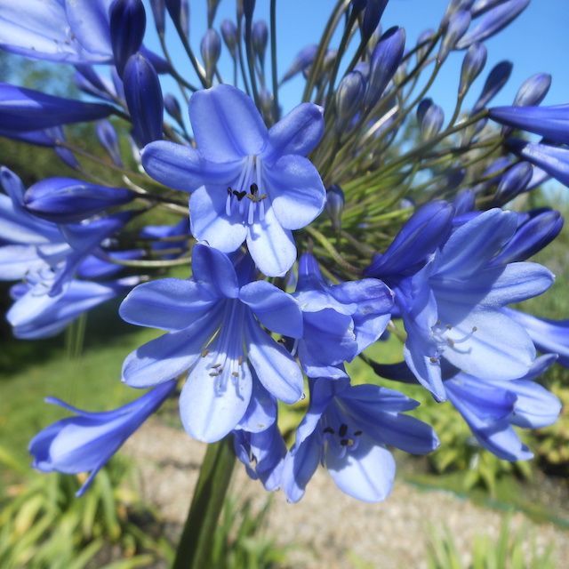 Agapanthus 'Brody'
